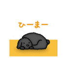 トイプードルのぴちこ（個別スタンプ：29）