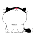 bobo cat（個別スタンプ：3）