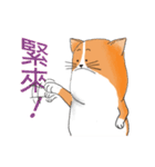 pommeow debut（個別スタンプ：22）