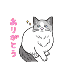 まいにち猫ばかり（個別スタンプ：3）