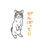 まいにち猫ばかり（個別スタンプ：5）