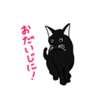 まいにち猫ばかり（個別スタンプ：14）