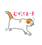 まいにち猫ばかり（個別スタンプ：25）