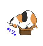 まいにち猫ばかり（個別スタンプ：33）