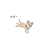 吹き出し大好き！チワワのいちくん（個別スタンプ：3）