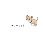 吹き出し大好き！チワワのいちくん（個別スタンプ：5）