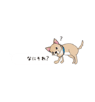 吹き出し大好き！チワワのいちくん（個別スタンプ：6）