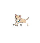 吹き出し大好き！チワワのいちくん（個別スタンプ：7）