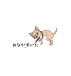 吹き出し大好き！チワワのいちくん（個別スタンプ：8）
