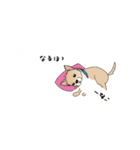 吹き出し大好き！チワワのいちくん（個別スタンプ：10）