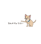 吹き出し大好き！チワワのいちくん（個別スタンプ：11）