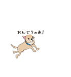 吹き出し大好き！チワワのいちくん（個別スタンプ：12）