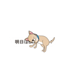吹き出し大好き！チワワのいちくん（個別スタンプ：17）