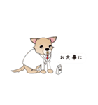 吹き出し大好き！チワワのいちくん（個別スタンプ：20）