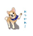 吹き出し大好き！チワワのいちくん（個別スタンプ：40）
