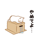 にゃんこんび（個別スタンプ：13）