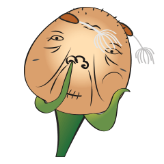 [LINEスタンプ] Dandy dandelion grandmother