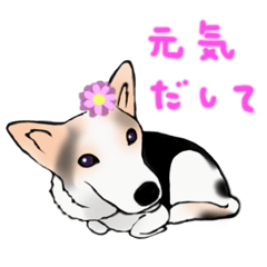 [LINEスタンプ] 三毛犬スタンプ