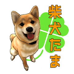[LINEスタンプ] 柴犬たまと愉快な仲間たち