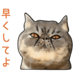 [LINEスタンプ] ニャンでPON☆ リアル猫の画像（メイン）