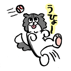 [LINEスタンプ] ボーダーコリー 日常スタンプ