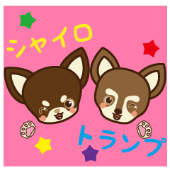 [LINEスタンプ] Chihuahua Brother's - Shiyairo ＆ Tramp 