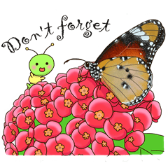 Butterflies of Taiwan ＆ Caterpillar