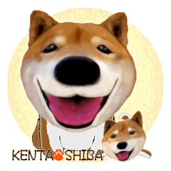 [LINEスタンプ] 柴犬の「芝けん太」