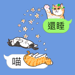 [LINEスタンプ] bobble cat message talk 3