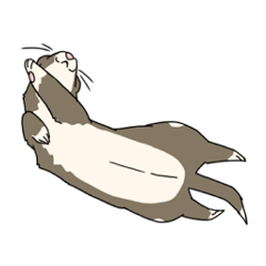 [LINEスタンプ] まいにちフェレット